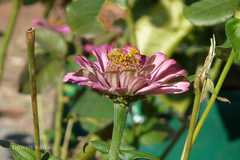 Zinnia elegans